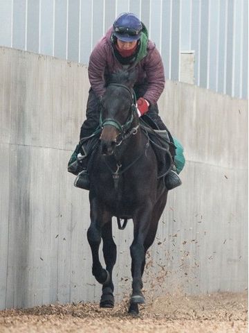 ジャケット/アウターレイデオロ 競馬 競走馬 ジャージ ブルゾン - ブルゾン