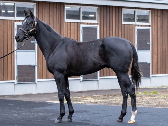 フォルラニーニ